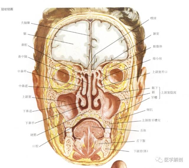 窦口鼻道复合体(omc)