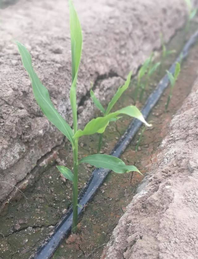 生姜出苗慢,问题多,这套种植方案也许对您有帮助