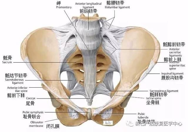 髂股韧带:髋关节关节囊前部有起于髂前下棘,呈"y"字形止于转子间线的