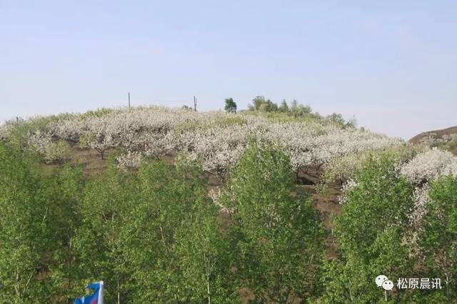 花开盛世 古镇迎春 2019哈拉毛都梨花节今日开幕