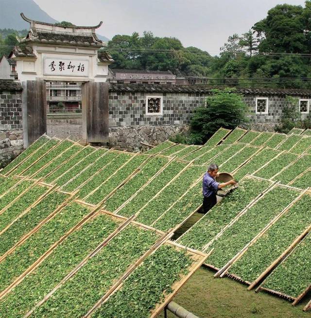 我们常说"中国白茶在福鼎,一般标榜的是太姥山,管阳镇