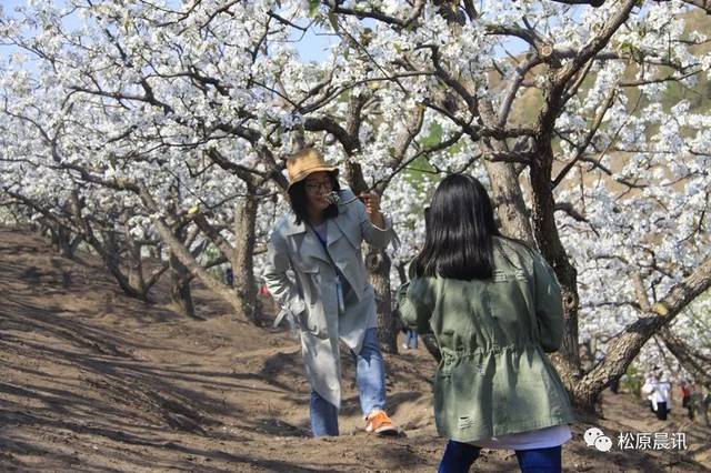 花开盛世 古镇迎春 2019哈拉毛都梨花节今日开幕