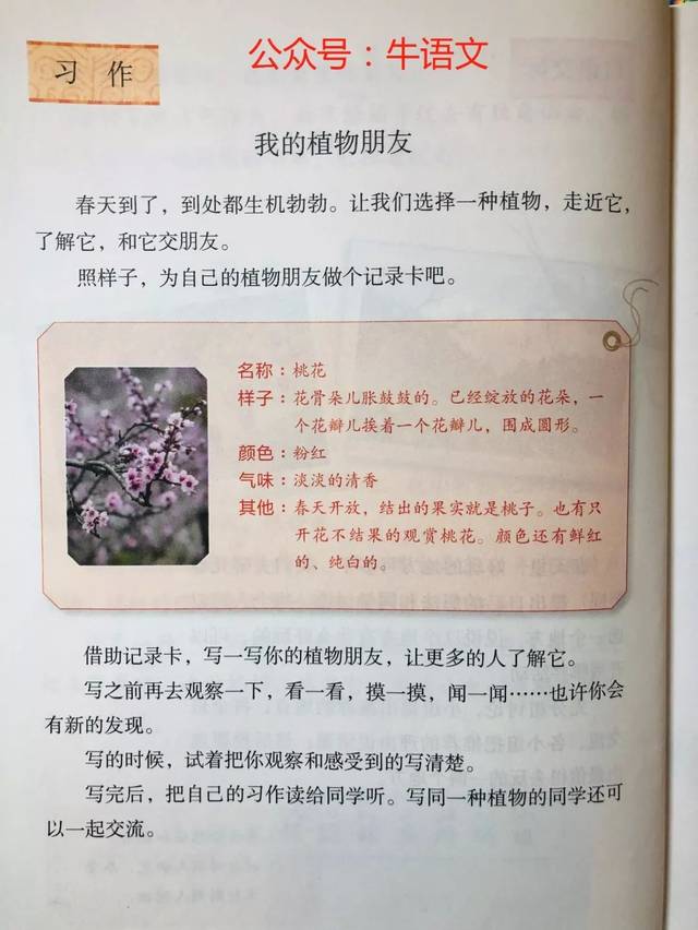 部编版三年级下册习作《我的植物朋友》范文 作文图解