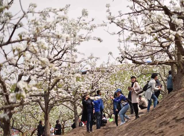 【直播】赏梨花,看演出……2019哈拉毛都梨花节今日开幕