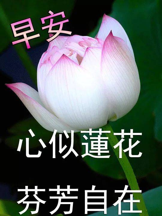 微信早晨好动态图 早上好表情组图2019