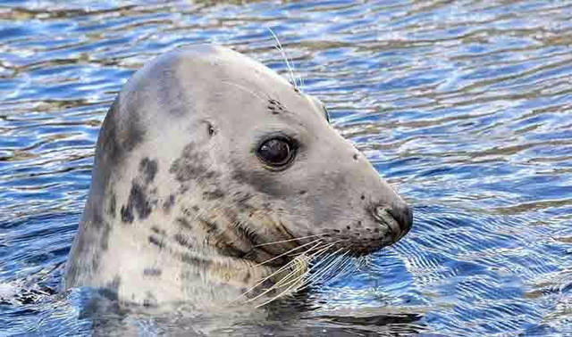 KUX文件用什么播放器