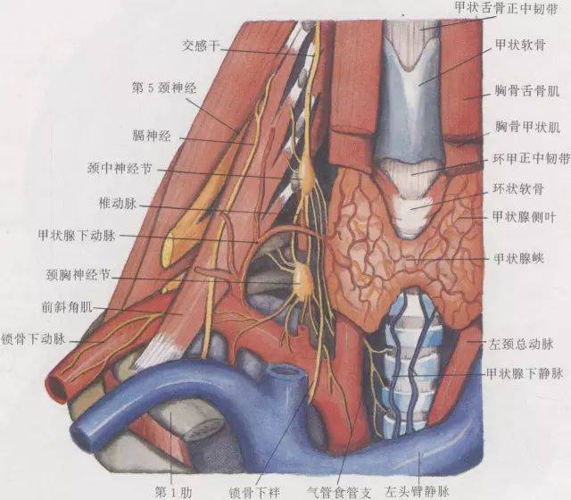 颈部精细解剖看这篇就够了