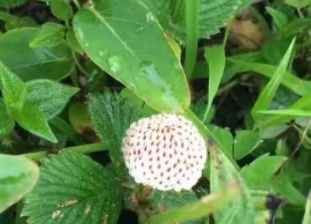 云南山间野生地白萢遍地结果,野生小果实遍地生长,成为一道别致的生态