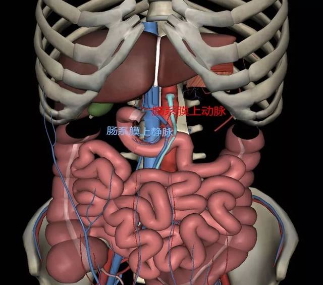 肠系膜上动脉与肠系膜上静脉正常解剖关系