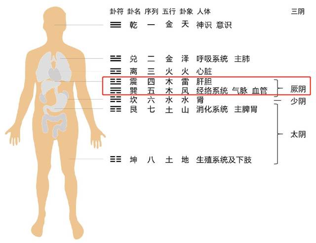 在六经里,三阴(太阴,少阴,厥阴)是我们的底子,而厥阴是底子的底子,是