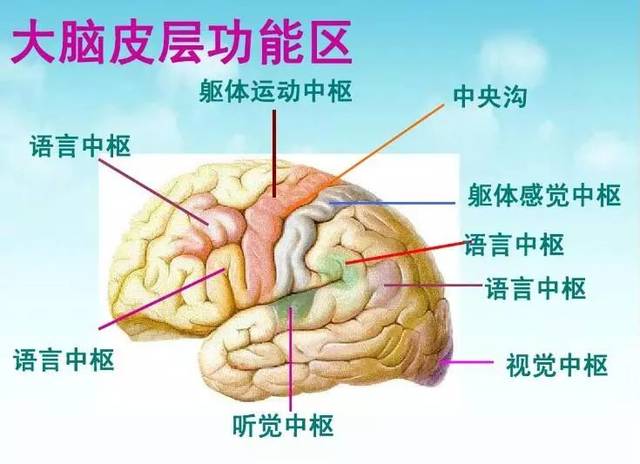 中枢神经系统包括脑和脊髓,大脑是人体的最高司令部,根据其功能可以分