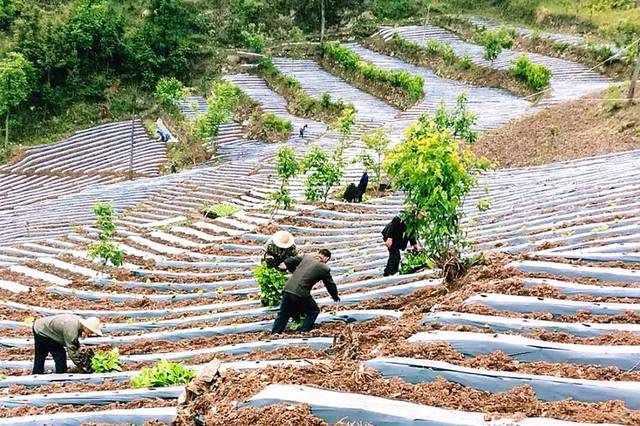 "今年我种了30亩烤烟,曹传武满脸的感激"我家缺劳力,幸亏村干部和驻