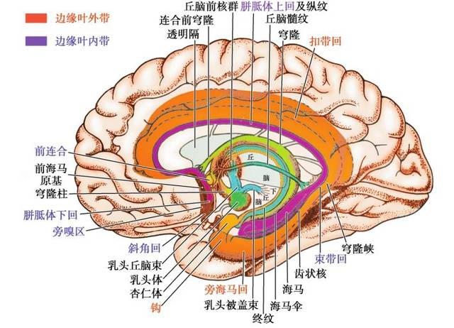 神经解剖|大脑半球的外形-《临床神经解剖学(第2版)》