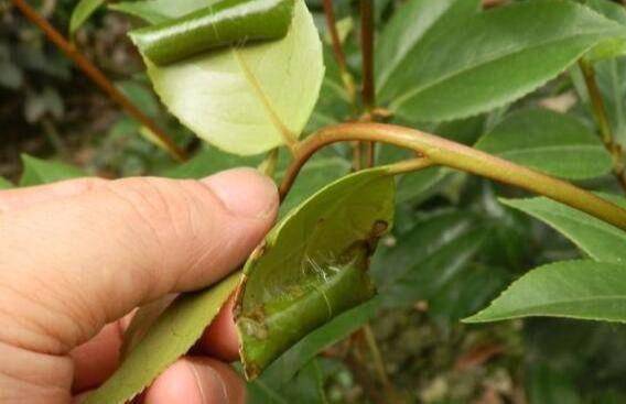 "茶花"主要病虫害及其防治,需要的花友可以多了解一下