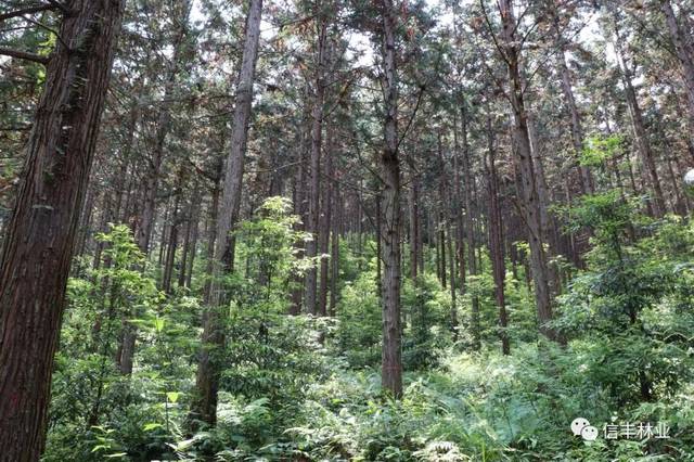 该场通过山水林田湖生态保护与修复项目,农业综合开发国家储备林示范