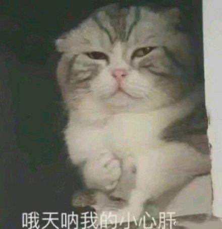 可爱猫咪的表情包|我的悲伤大概有这么大