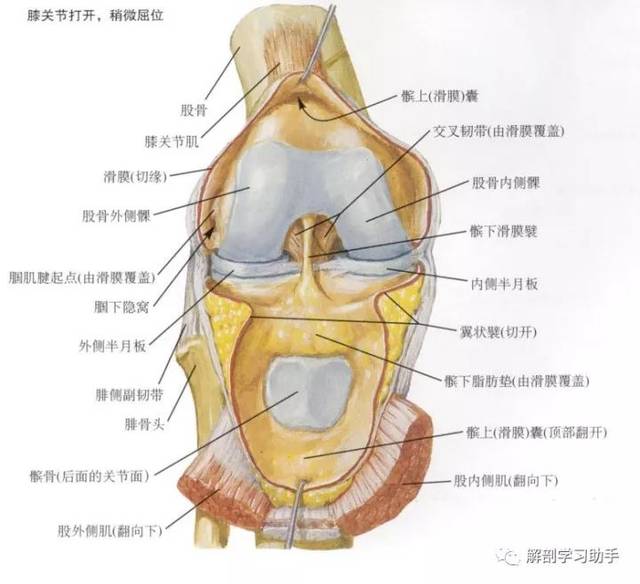 【实用】人体解剖歌诀,果断收藏