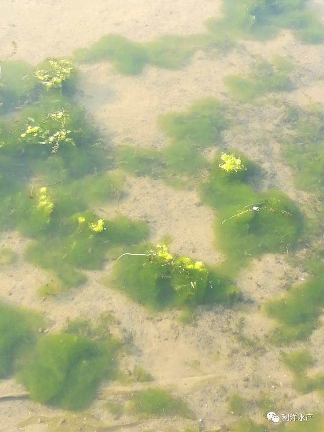 池塘水浅,青苔泛滥