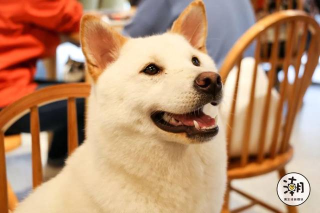 这只白色的柴犬叫麻酱 很少见到白色的柴犬,它丝毫没有杂毛 是一只