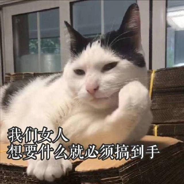 可爱猫咪的表情包|我的悲伤大概有这么大