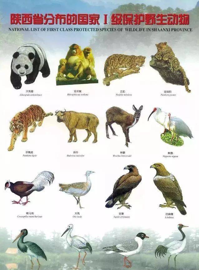 【保护秦岭环境 珍爱野生动物】为秦岭野生动物保护牢记这些事