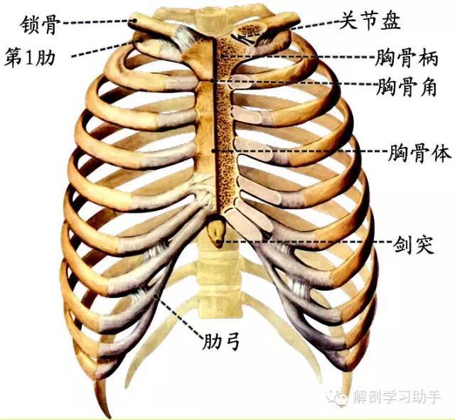 一肋连于胸骨柄,二肋对角标志明 三至七肋与体连,八至十肋成肋弓