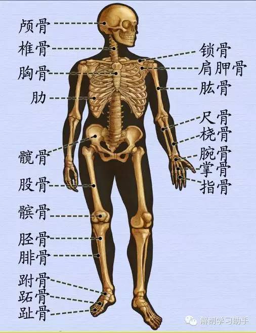 四肢一百二十六,全身骨头基本齐 还有六块体积小,藏在中耳鼓室里 关节