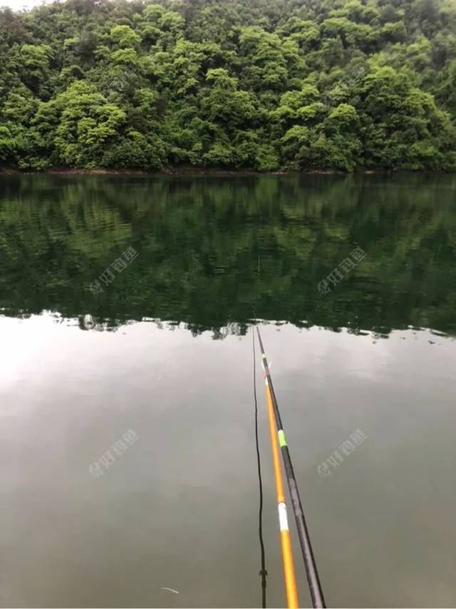 太平湖探钓黄尾!简直就是世外桃源