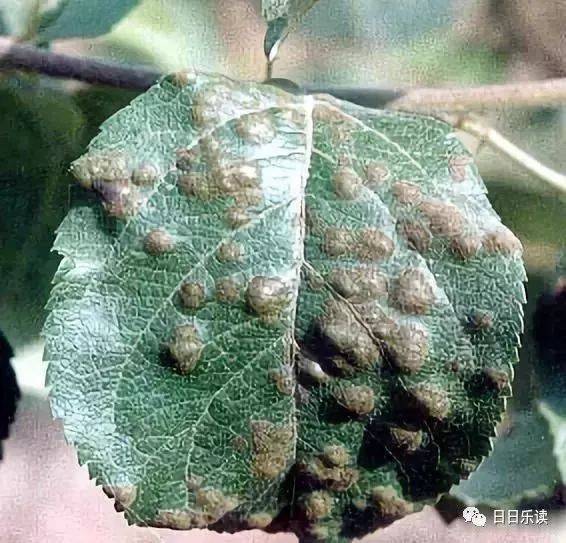 今年雨水多,苹果"黑星病"易多发,果农该怎么办