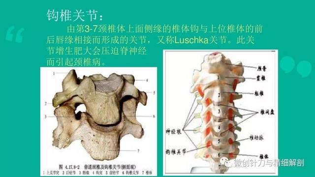 颈椎病的解剖学基础与诊断