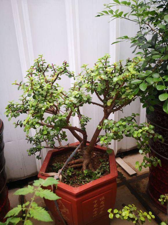 王先生养出“金枝玉叶”老桩,第一次见,造型太精美了!