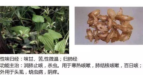 中草药图谱