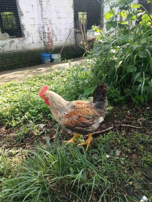 目前,两湖温氏芦花鸡品系按照毛色划分,分成白芦花和黑芦花,具皮黄