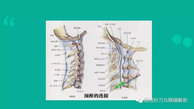 颈椎病的解剖学基础与诊断