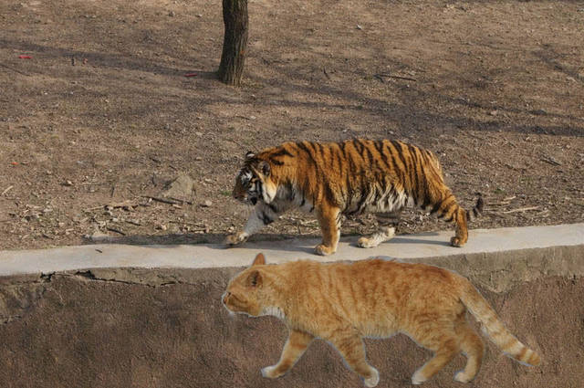 而老虎也是猫科动物,虽然比猫咪的体型更大,但是如果将它们驯服了,你