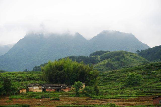 福建安溪美丽茶乡,老茶农当牛司令,每天跑15公里山路放牛