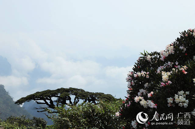 广西金秀:圣堂山上赏美丽杜鹃花