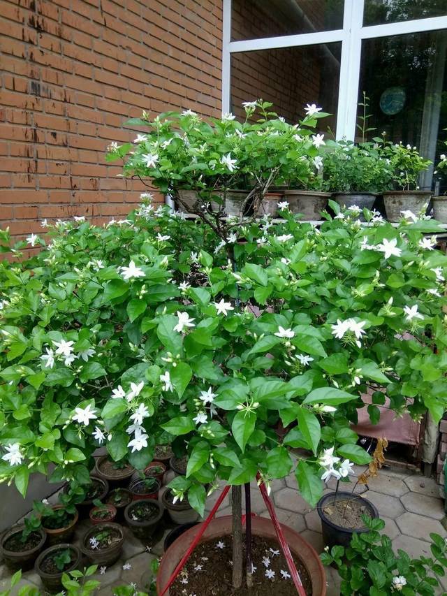 茉莉狠心剪几刀,呼呼窜成3层塔,开花满树香味足