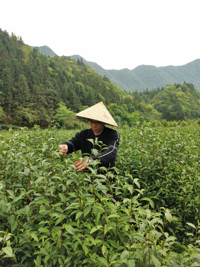 种植的茶树品种达60多种,包含黄金芽,毛峰,安吉白茶,祁门红茶等