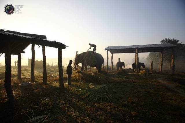 莎拉哈(sauraha),一名看象人骑在大象上的侧影