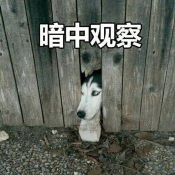 【搞笑图片】沙雕动物表情包