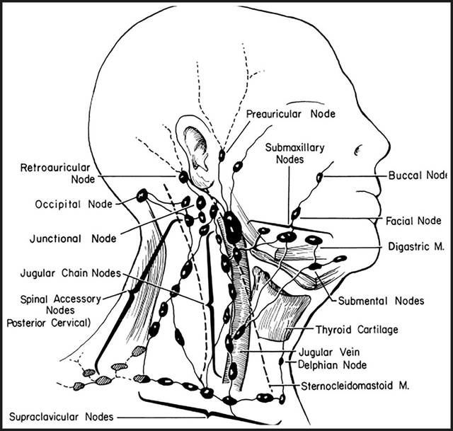 因为头颈部的淋巴位置主要在 耳前,耳后,下颌及锁骨处,在按摩的时候