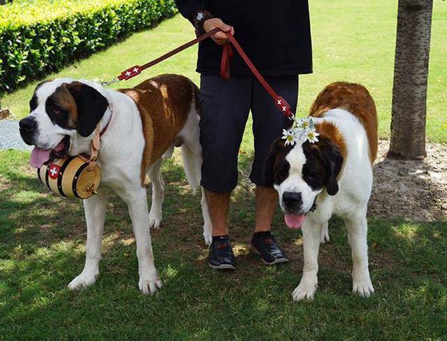 世界9大巨型犬,内心是温柔的大狗,没有想象中凶猛
