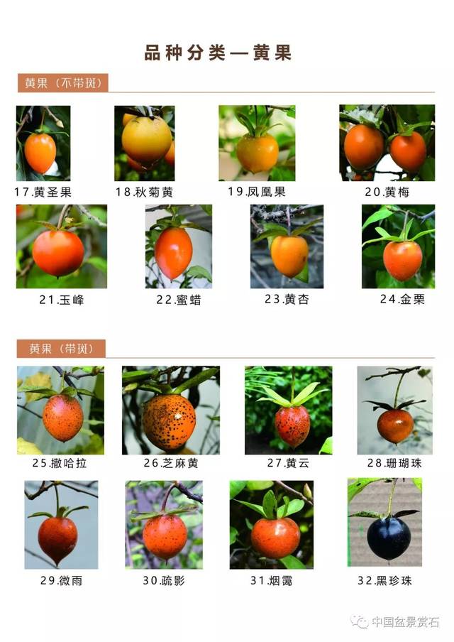 笔者收集了一百多盆不同品种的老鸦柿,在与老鸦柿朝夕相处的过程中