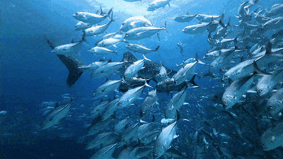 壁纸 海底 海底世界 海洋馆 水族馆 桌面 400_225 gif 动态图 动图