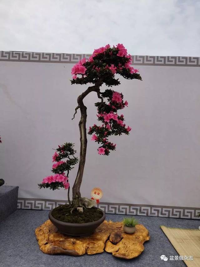 2019重庆千盆杜鹃盆景展获奖作品赏析