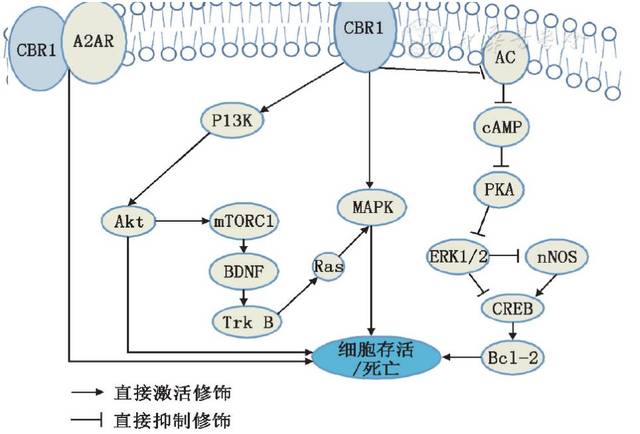 大麻素受体信号通路在亨廷顿病中作用的研究进展