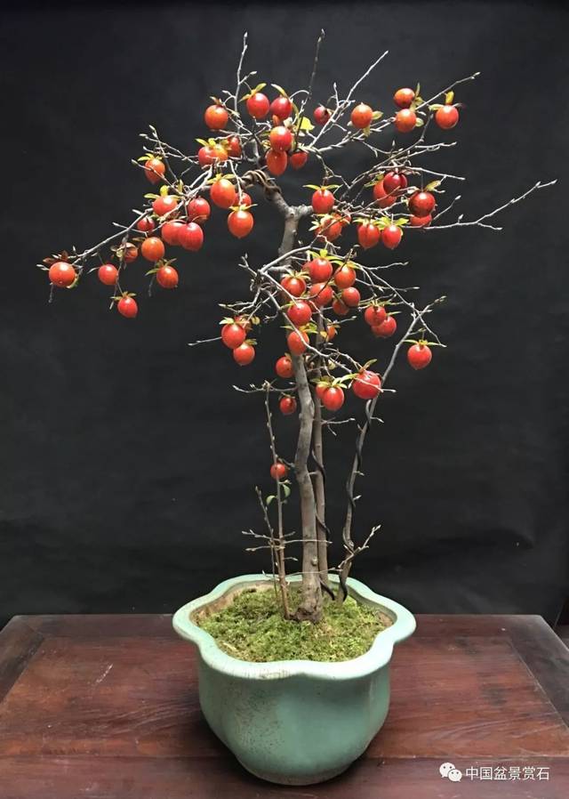 经过30多年的培育养植,日本的老鸦柿品种相当丰富,果形非常优美,并且
