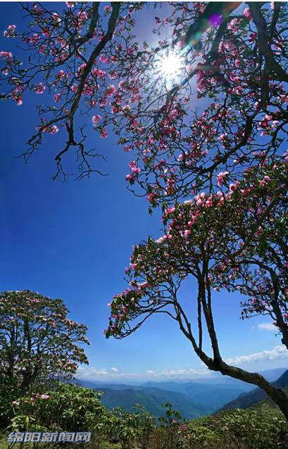 [绵阳]五月平武雪山未融,万亩杜鹃花开成海