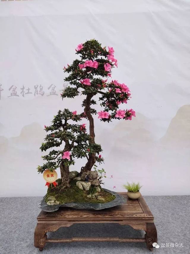 2019重庆千盆杜鹃盆景展获奖作品赏析